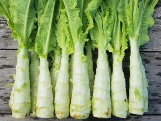 Asparagus lettuce, a curiosity in the vegetable garden