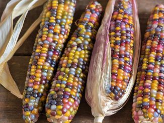 The special multicolored Corn 'Glass Gem'