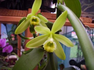 The Vanilla Orchid: Tips for cultivation and maintenance